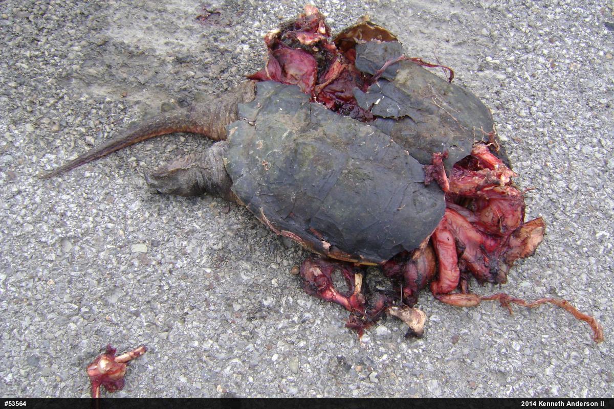 Snapping Turtle