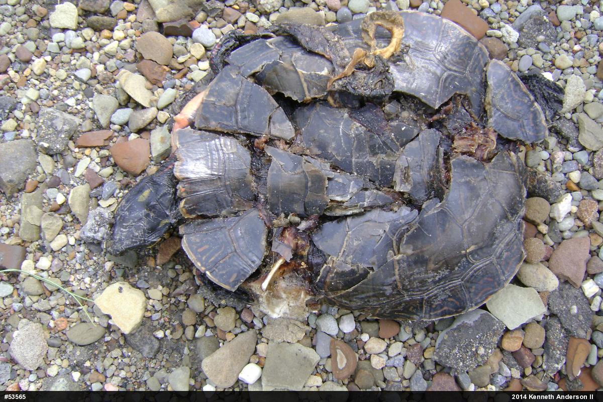 Midland Painted Turtle