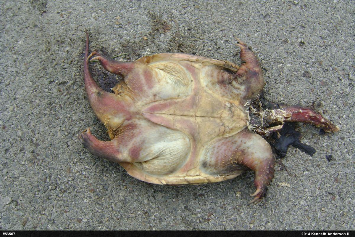 Snapping Turtle