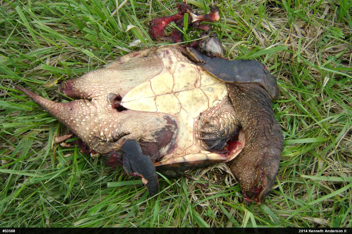 Snapping Turtle
