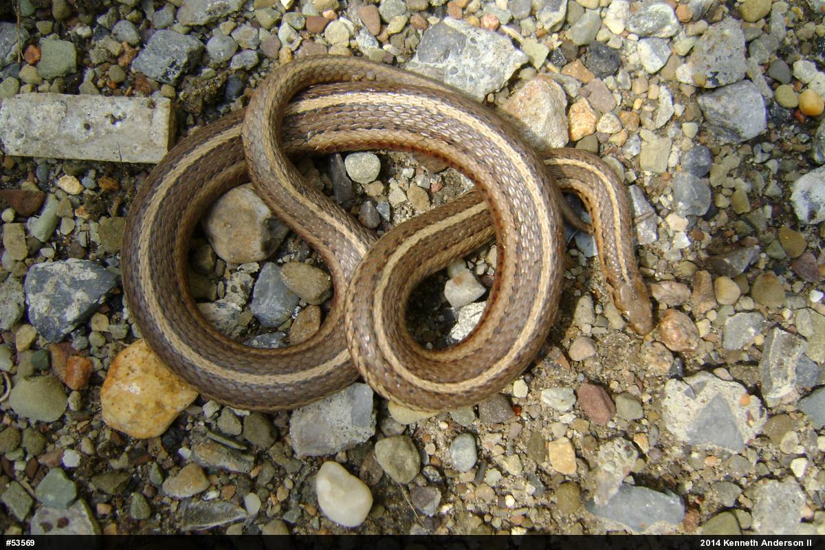 Shorthead Gartersnake