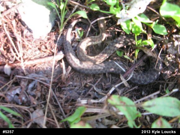 Eastern Gartersnake