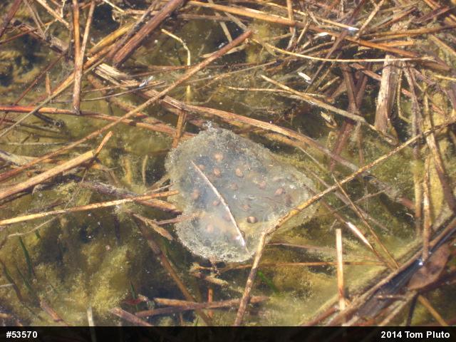 Upland Chorus Frog