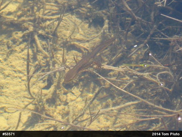 Red-spotted Newt