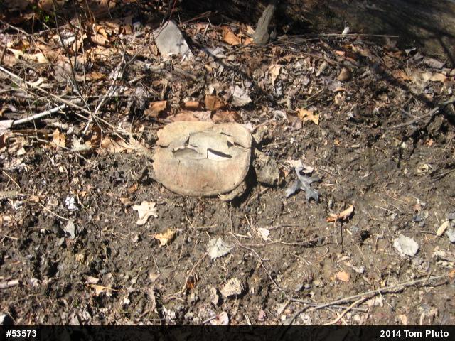 Snapping Turtle