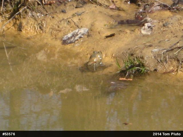 American Bullfrog