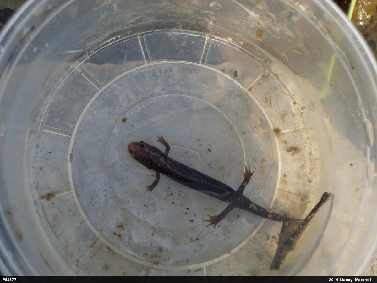 Northern Dusky Salamander