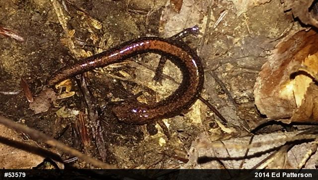 Eastern Red-backed  Salamander
