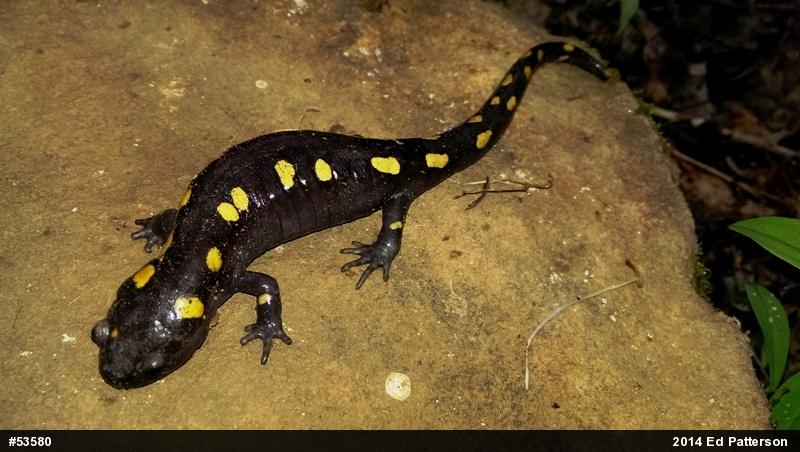 Spotted Salamander
