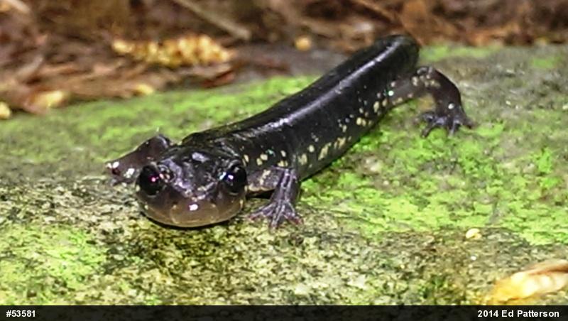 Wehrle's Salamander