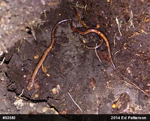 Eastern Red-backed  Salamander