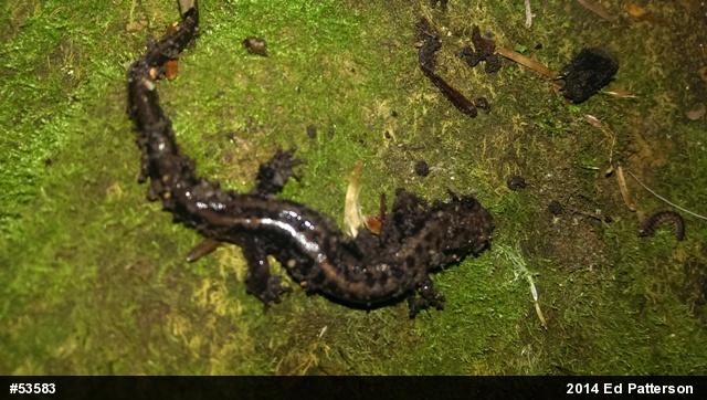 Allegheny Mountain Dusky Salamander