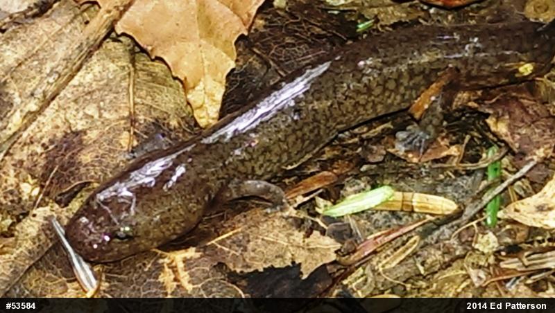 Northern Spring Salamander