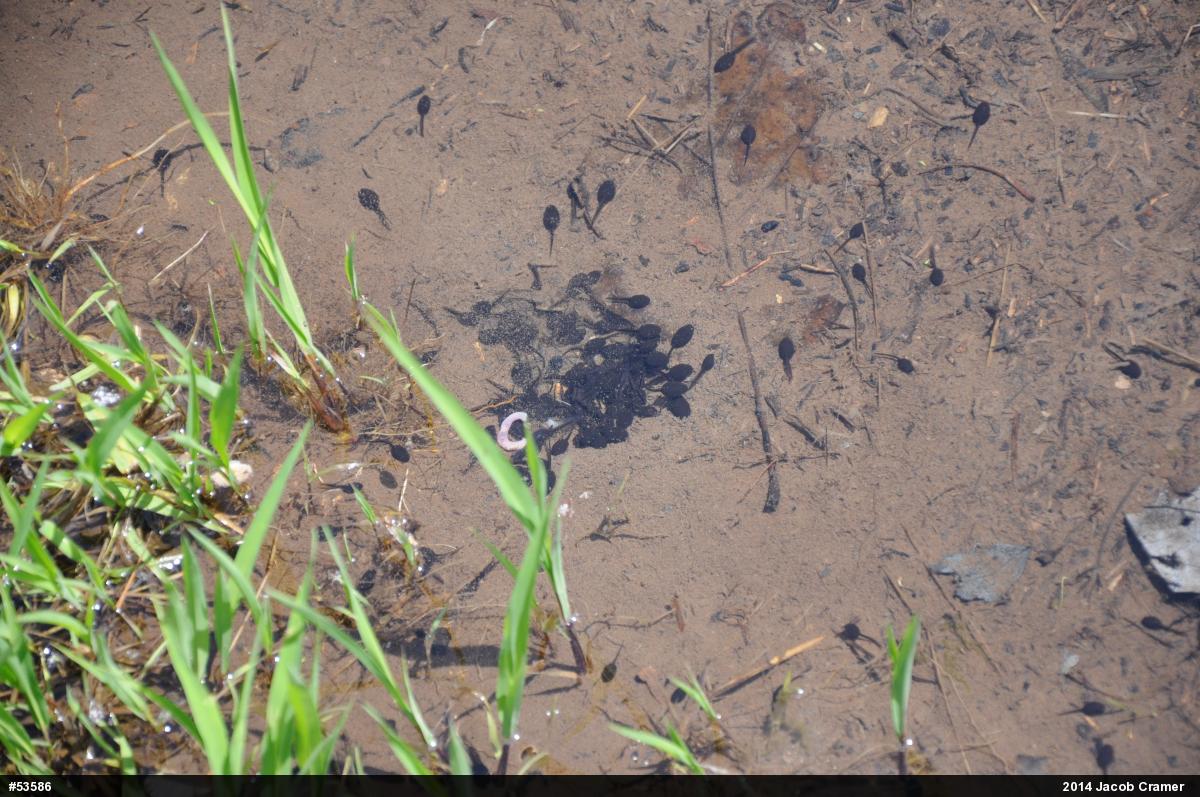 Eastern American Toad