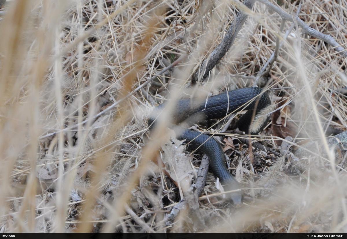 Northern Black Racer