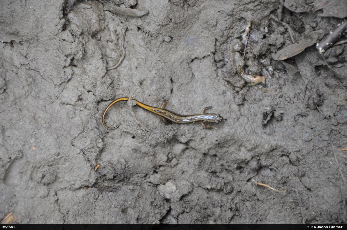 Northern Two-lined Salamander