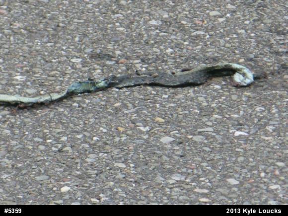 Eastern Gartersnake