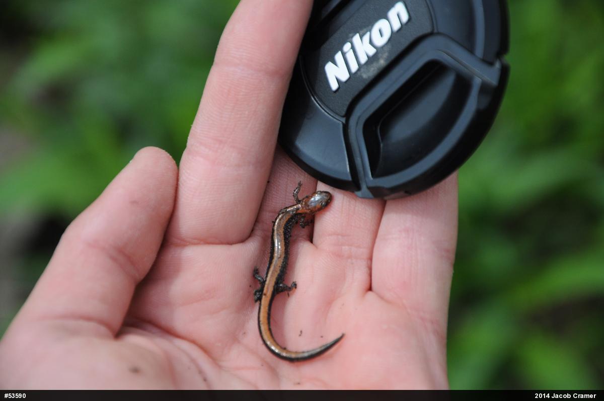 Eastern Red-backed  Salamander