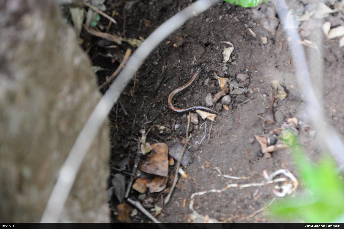 Eastern Red-backed  Salamander
