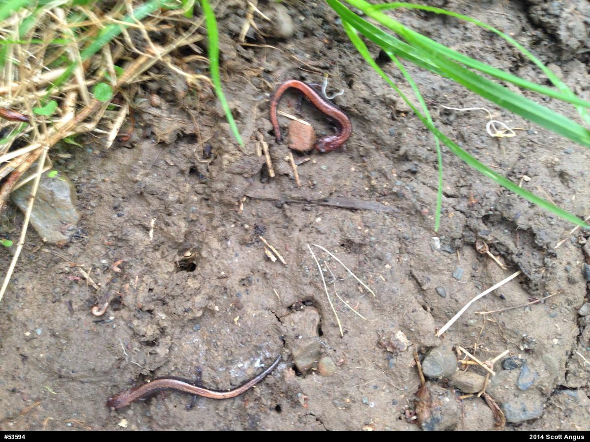Eastern Red-backed  Salamander