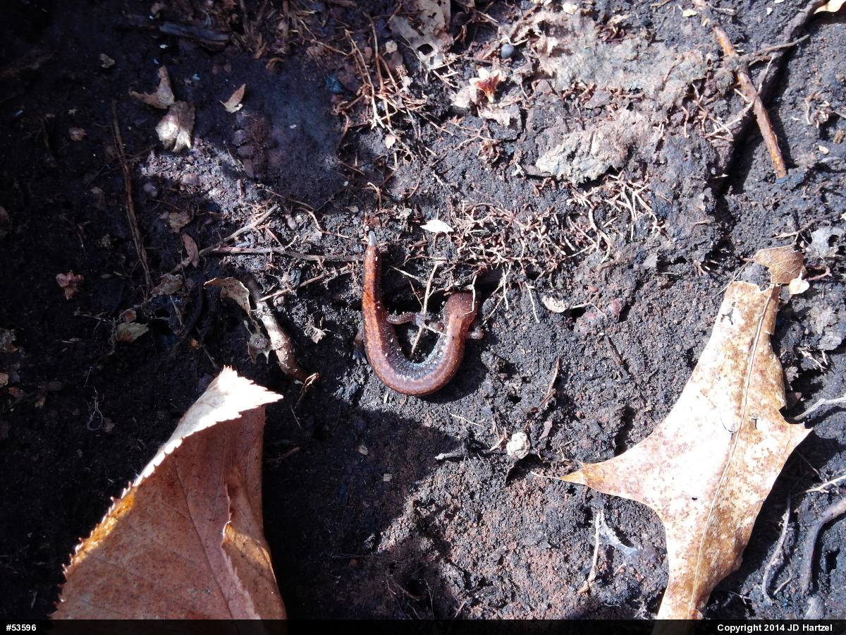 Eastern Red-backed  Salamander