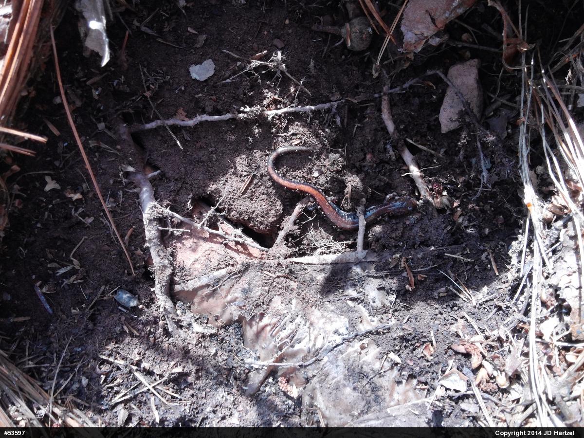 Eastern Red-backed  Salamander