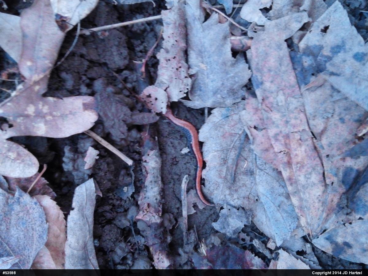 Eastern Red-backed  Salamander