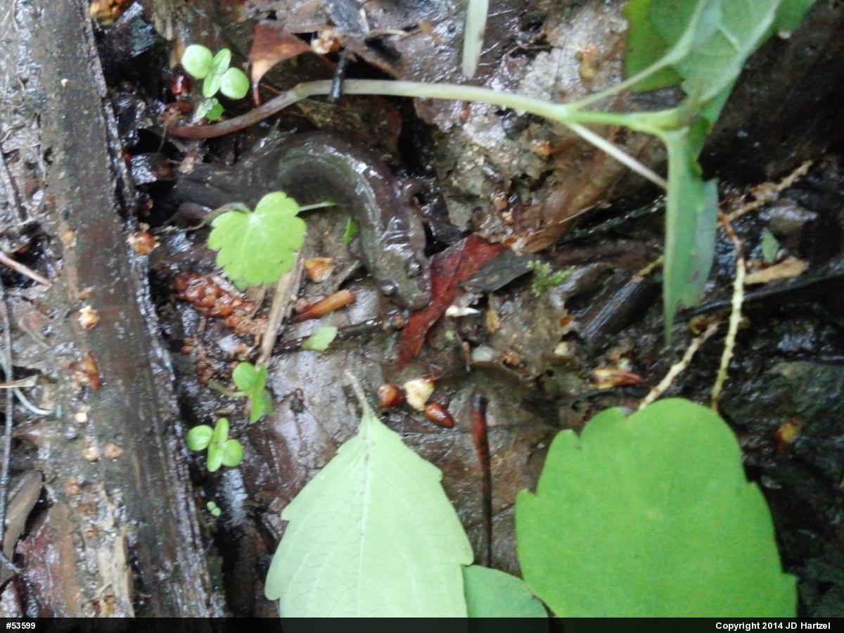 Northern Dusky Salamander