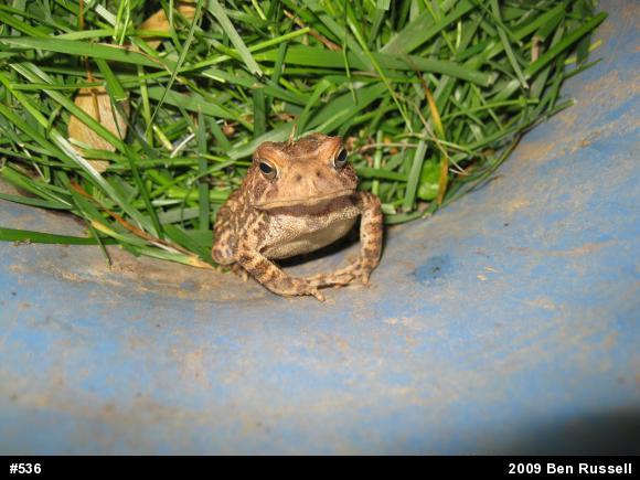 Eastern American Toad