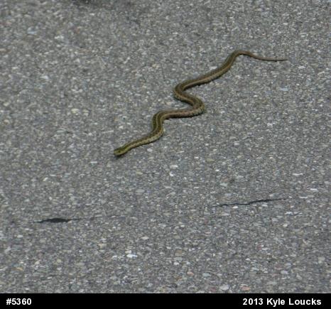 Eastern Gartersnake