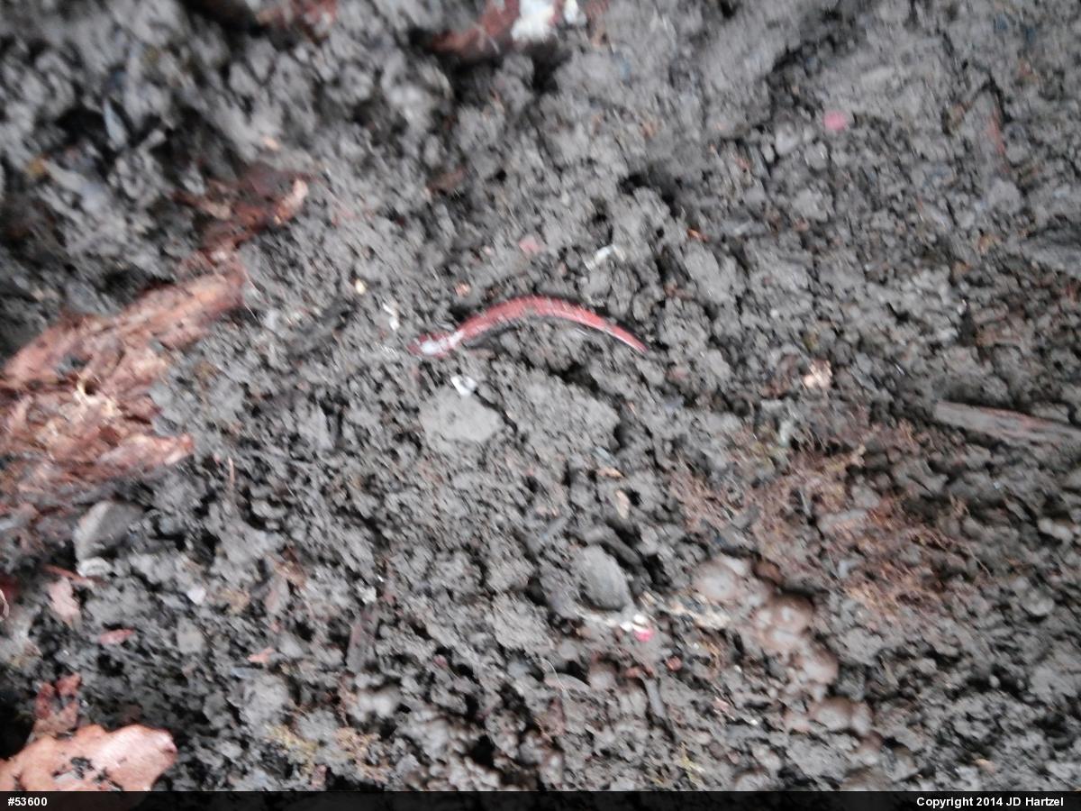 Eastern Red-backed  Salamander