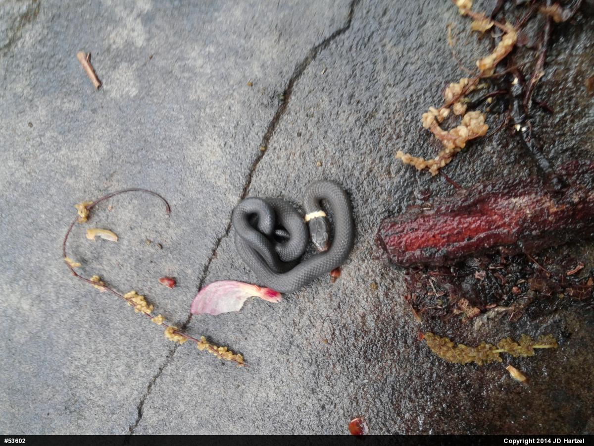 Northern Ring-necked Snake