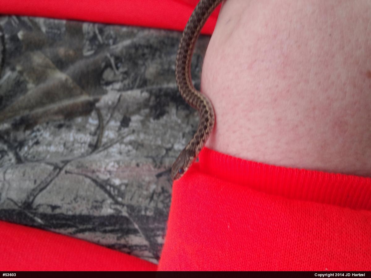 Eastern Gartersnake