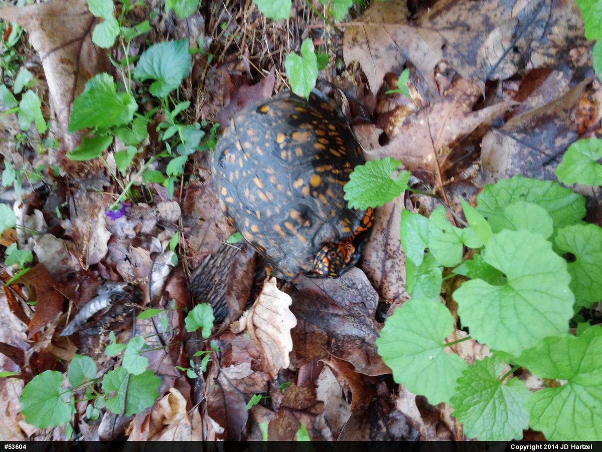 Eastern Box Turtle