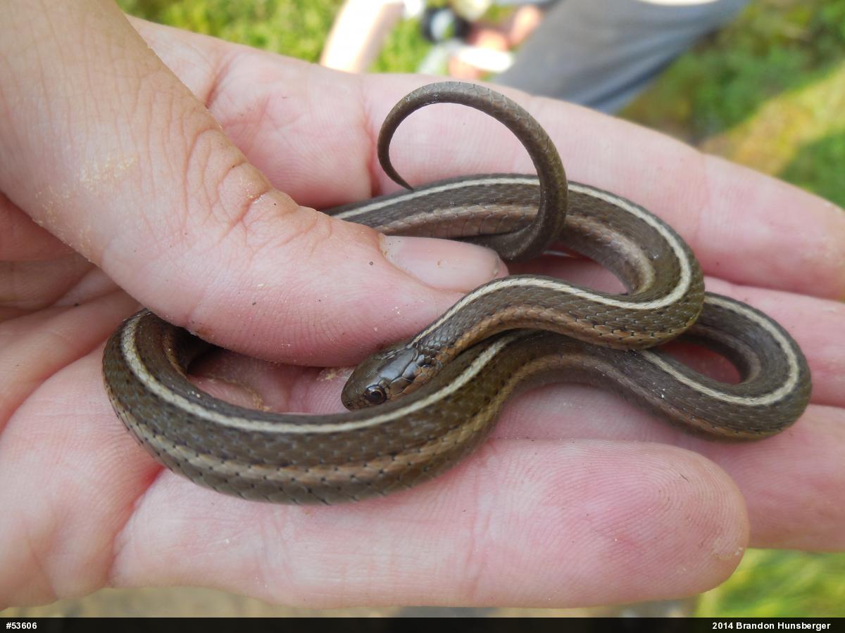 Shorthead Gartersnake