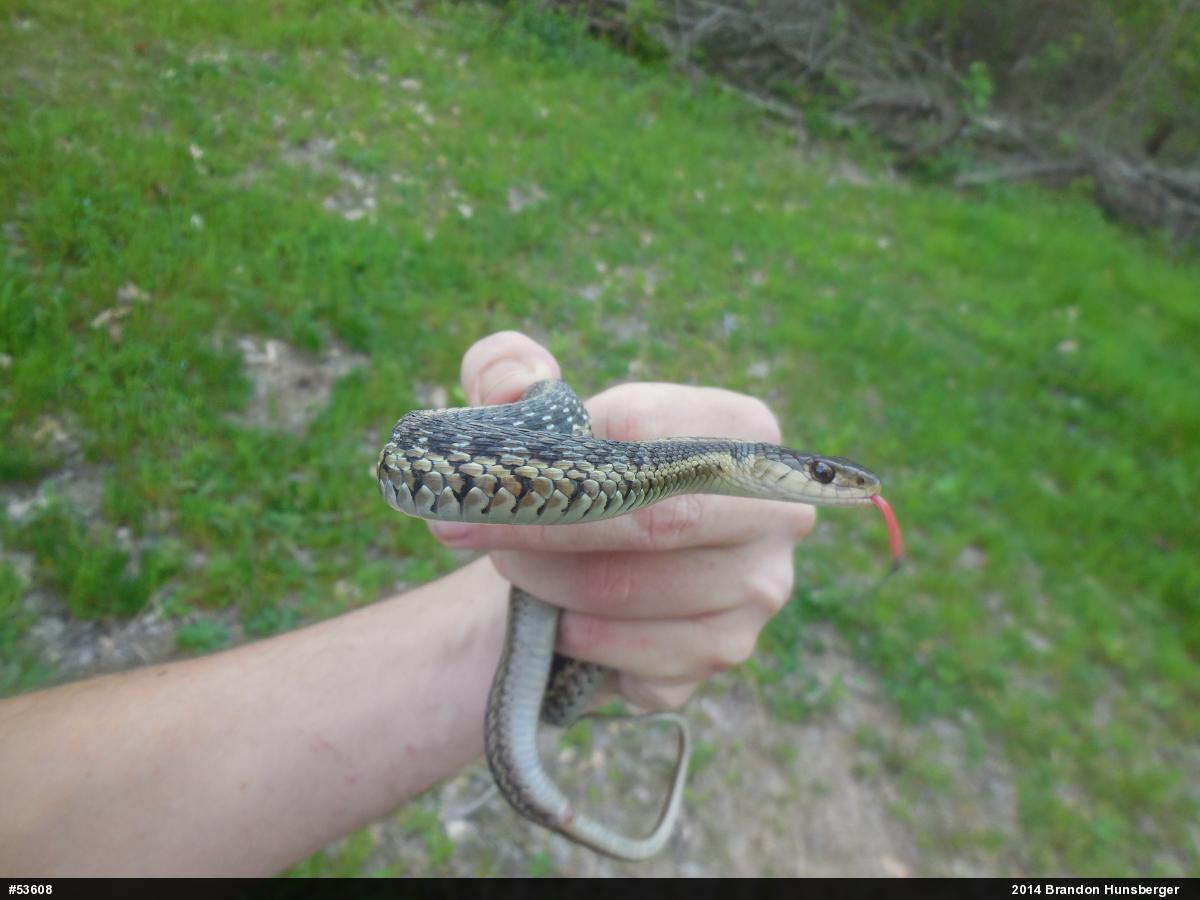 Eastern Gartersnake