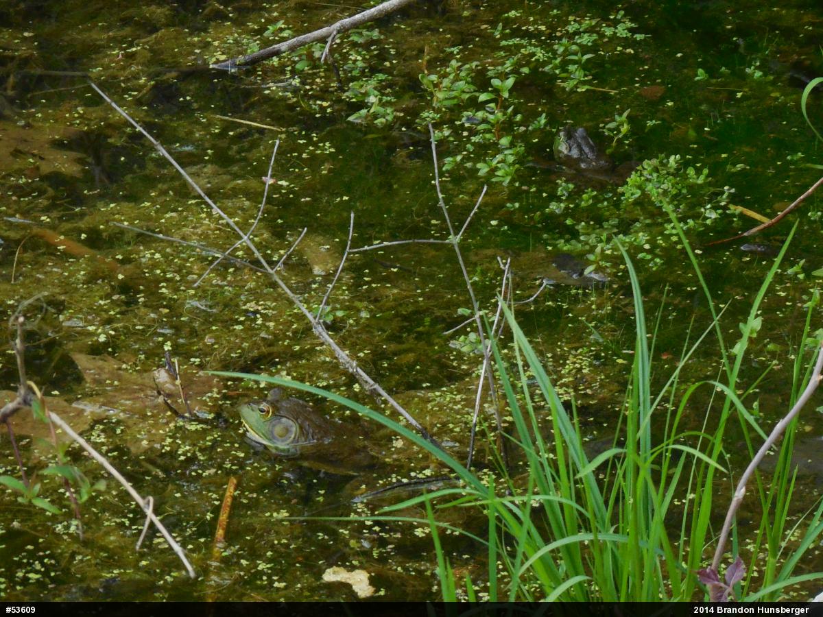 American Bullfrog