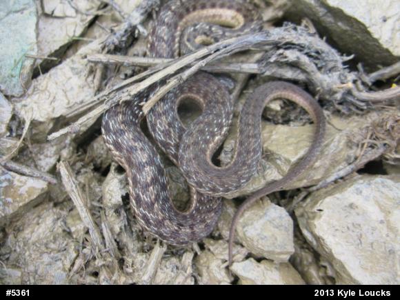 Eastern Gartersnake