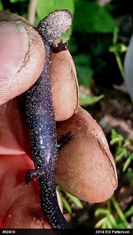 Valley And Ridge Salamander