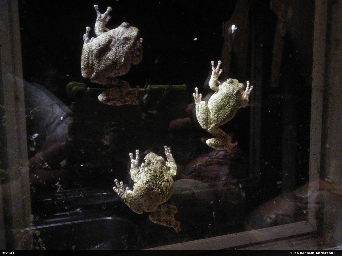 Gray Treefrog