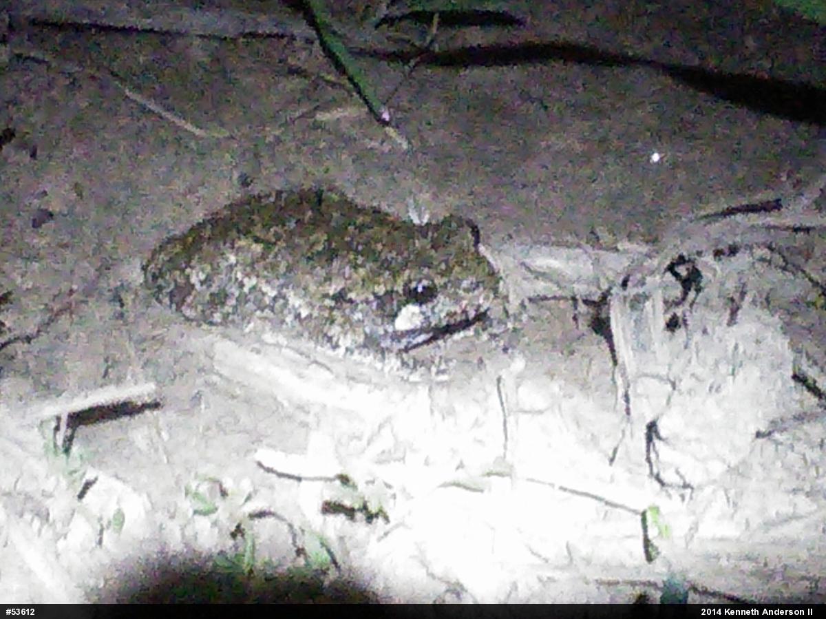 Unknown Gray Treefrog