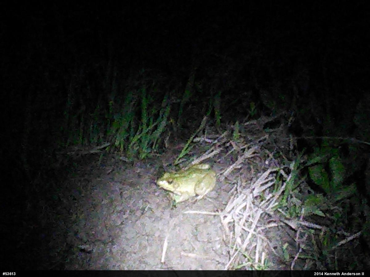 True Frogs