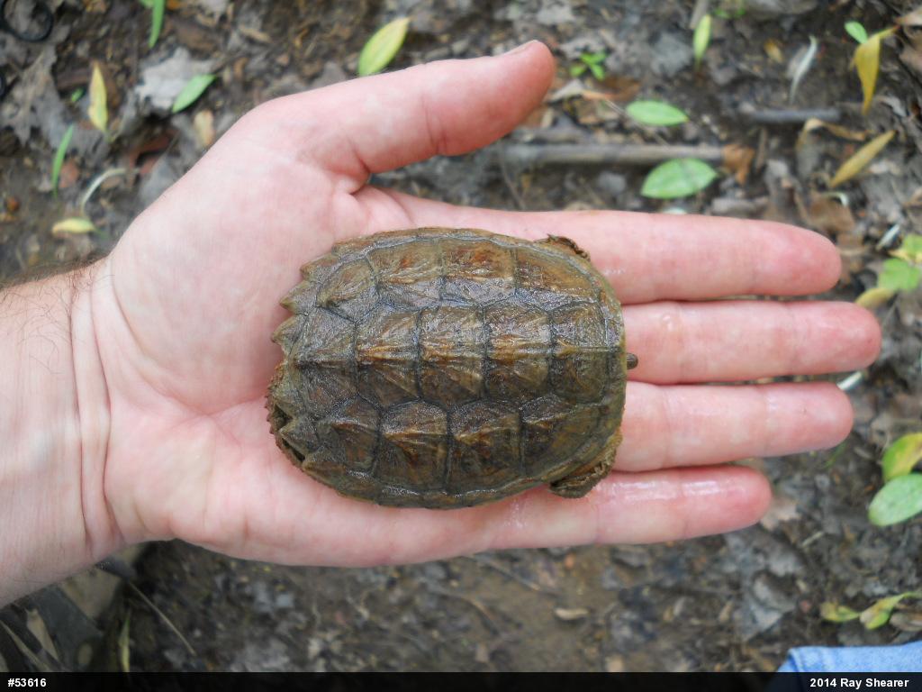 Snapping Turtle