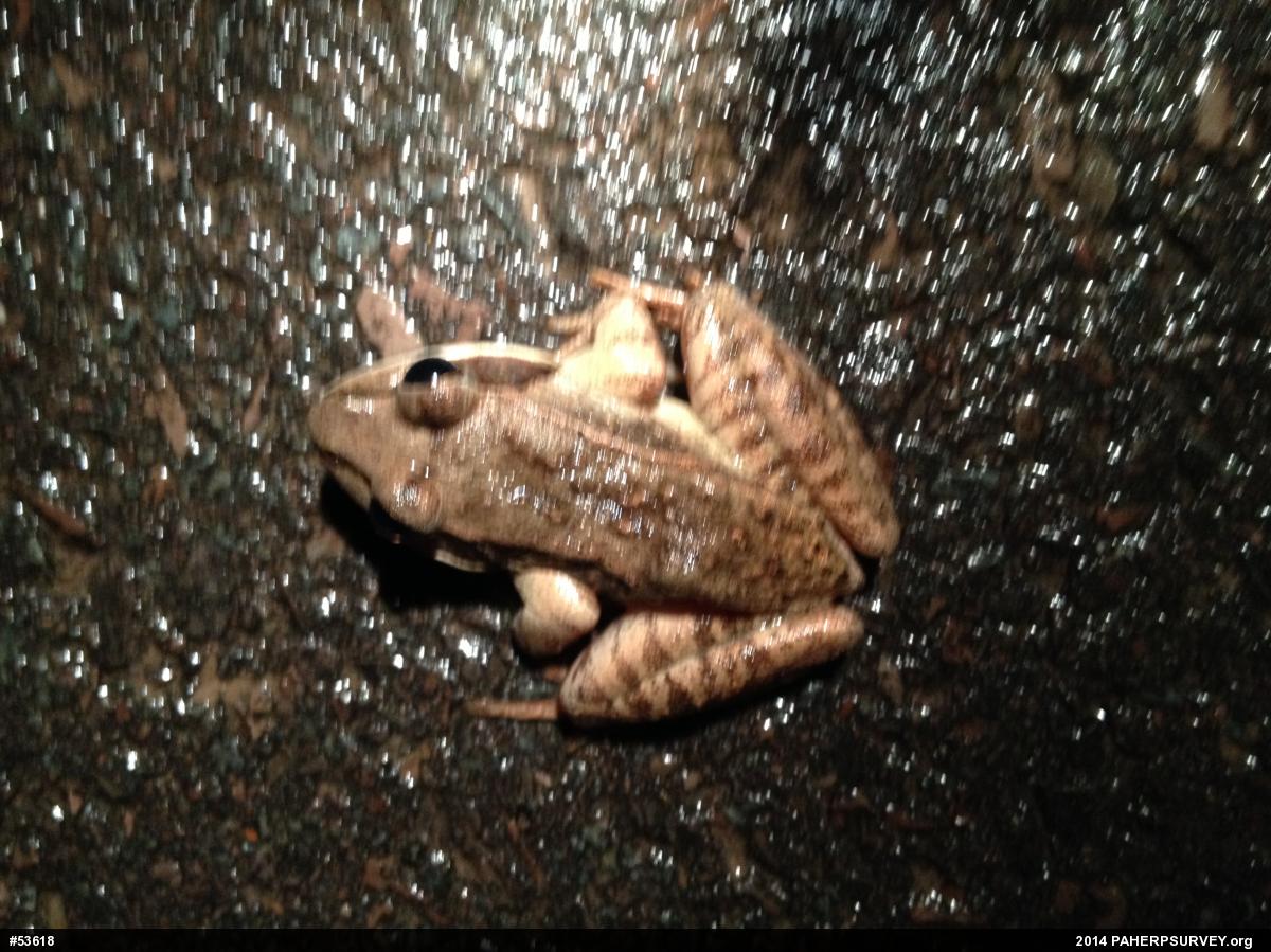 Wood Frog