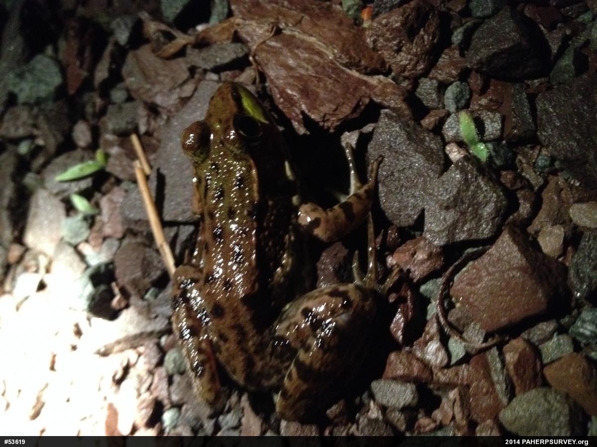 Green Frog