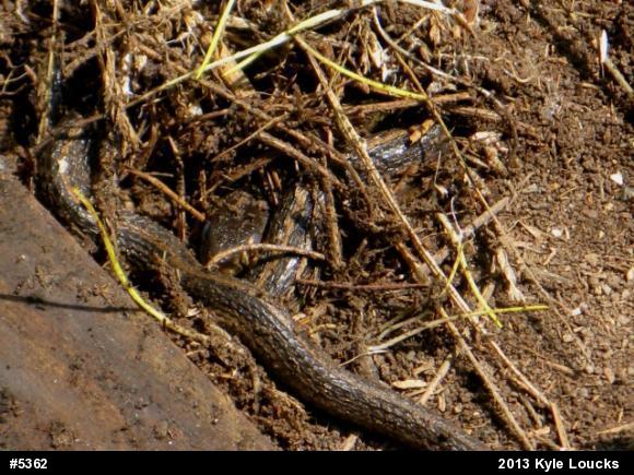 Eastern Gartersnake