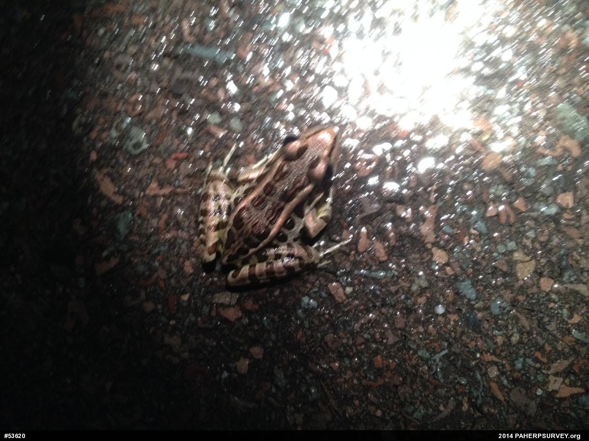 Pickerel Frog
