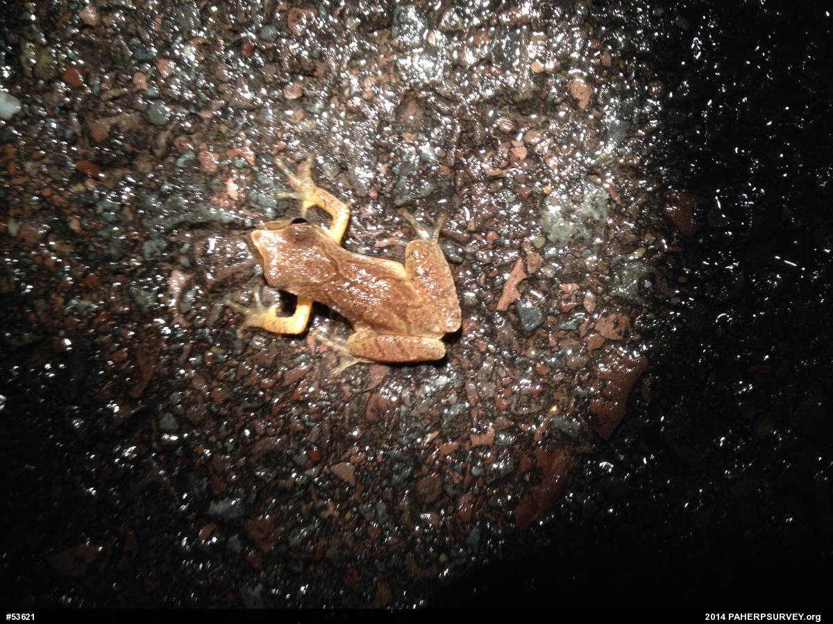 Spring Peeper