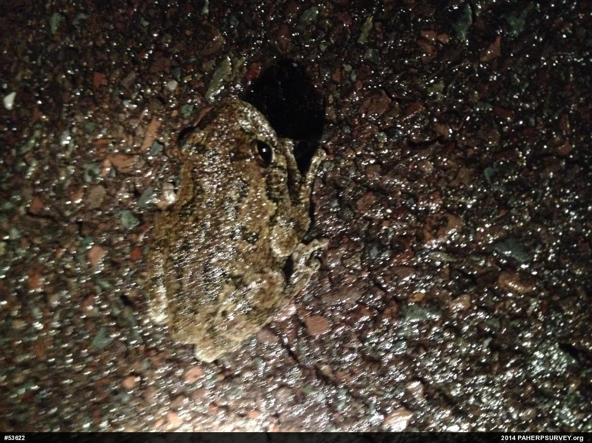 Unknown Gray Treefrog