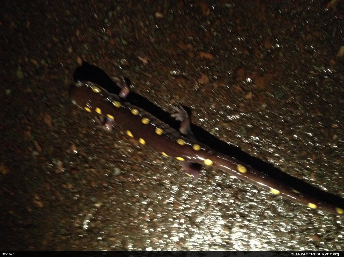 Spotted Salamander